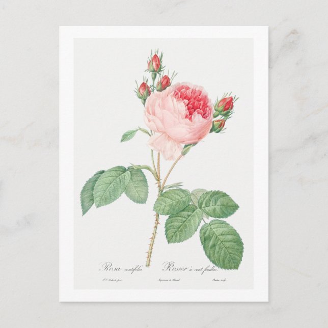 REDOUTÉ BOTANICAL "CABBAGE ROSE" POSTCARD POSTKARTE (Vorderseite)