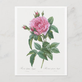 REDOUTÉ BOTANICAL "GALLIC ROSE" POSTCARD POSTKARTE