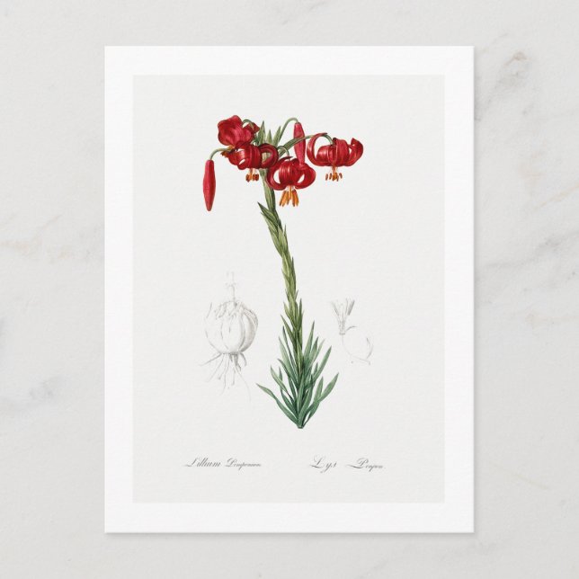 REDOUTÉ BOTANICAL "LILY" POSTCARD POSTKARTE (Vorderseite)