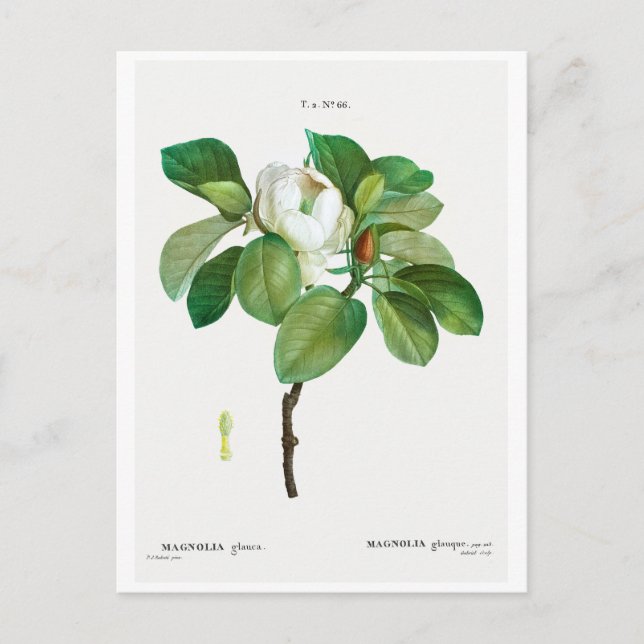 REDOUTÉ BOTANICAL "MAGNOLIA" POSTCARD POSTKARTE (Vorderseite)