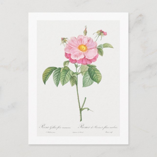 REDOUTÉ BOTANICAL "PROVINS ROSE" POSTCARD POSTKARTE (Vorderseite)