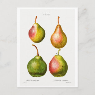 REDOUTÉ BOTANISCHE ILLUSTRATION VON "PEARS" POSTCA POSTKARTE
