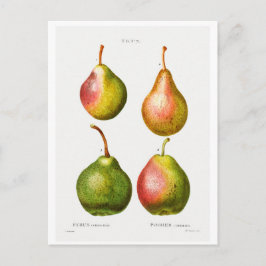 REDOUTÉ BOTANISCHE ILLUSTRATION VON "PEARS" POSTCA POSTKARTE
