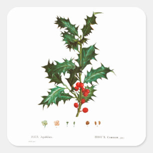 REDOUTÉ CHRISTMAS HOLLY UMSCHLAG AUFKLEBER STICKER
