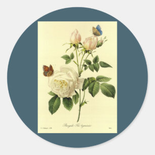 Redoute Druck: 'Bengalische Rose Hymanee Runder Aufkleber