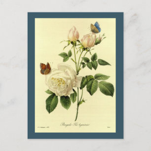 Redoute Illustration Bengalische Rose Hymanee Postkarte