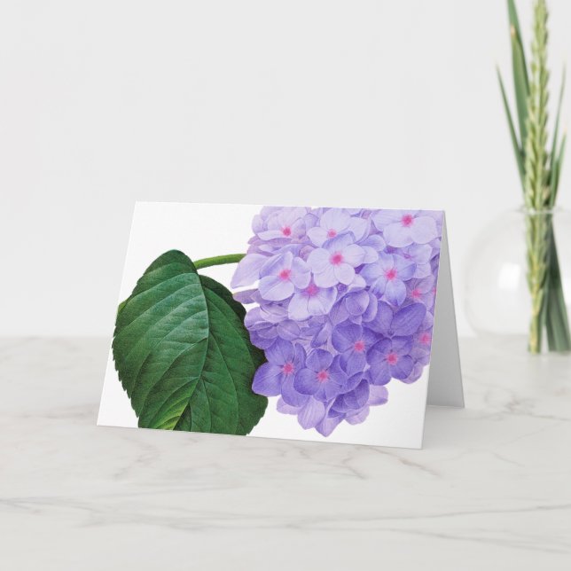 Redoute Lila Hydrangea Grußkarte Karte (Vorderseite)