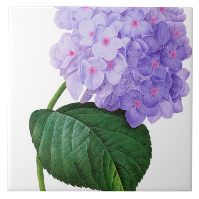 Redoute Lila Hydrangea Keramik Tile Untersetzer (Vorderseite)