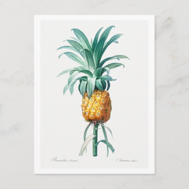 REDOUTÉ "PINEAPPLE" BOTANISCHE POSTKARTE (Vorderseite)