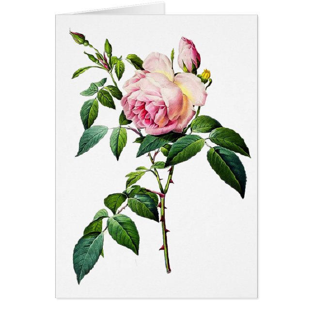 Redoute Pink Roses (Vorne)