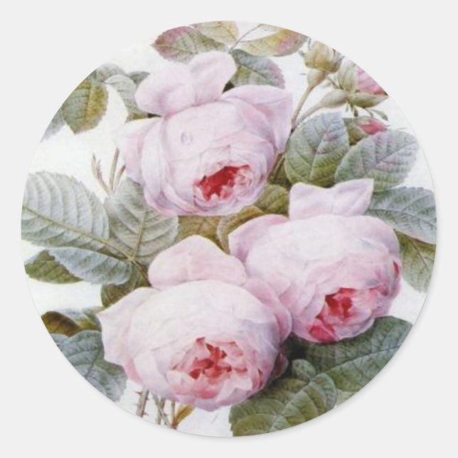 Redoute Pink Roses Round Aufkleber (Vorderseite)