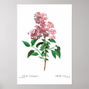 REDOUTÉ POSTER BOTANIQUE "LILAC CHINOIS"