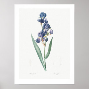 REDOUTÉ POSTER vintage BOTANIQUE "IRIS"