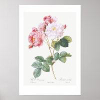 REDOUTÉ POSTER vintage BOTANIQUE "ROSEBUSH"