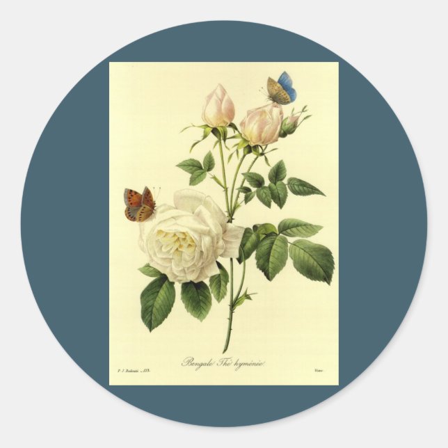 Redoute Print: "Bengalische Rose Hymanee" Runder Aufkleber (Vorderseite)