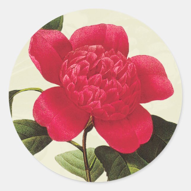 Redoute Red Camellia Botanical Print Stickers (Vorderseite)