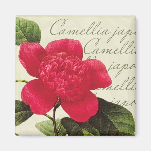 Redoute Red Camellia Botanique Imprimer Magnet Car (Devant)