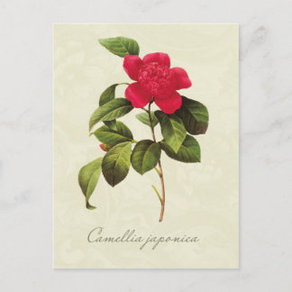Redoute Red Camellia Botanische Print Postcard Postkarte