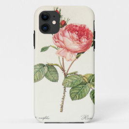 Redoute Rosa Centifolia (hell) Case-Mate iPhone Hülle