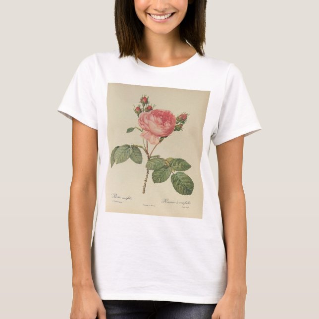 Redoute Rosa Centifolia T - Shirt (Vorderseite)