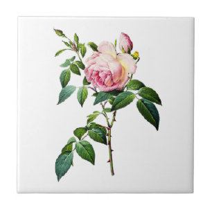 Redoute rosa Rosen Fliese