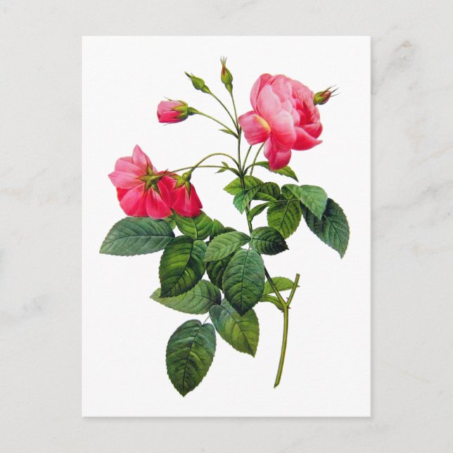Redoute Rose Postkarte (Vorderseite)