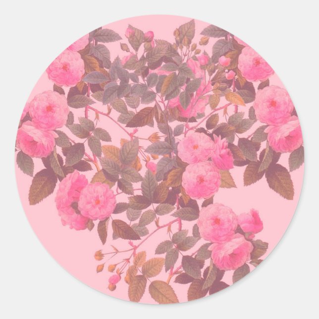 Redoute Rose Runder Aufkleber (Vorderseite)