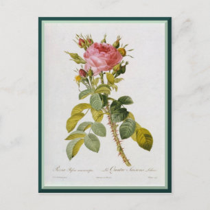 Redoute Rose Single Stem Postkarte