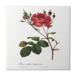 Redoute Rosen-weiße Keramik-Fliese Fliese