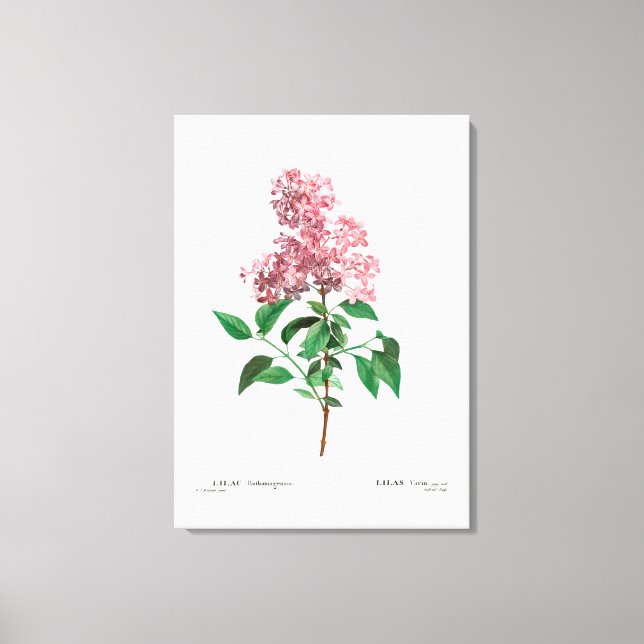 REDOUTÉ VINTAG BOTANISCHE "CHINESISCHE LILAK" LEINWANDDRUCK (Vorderseite)