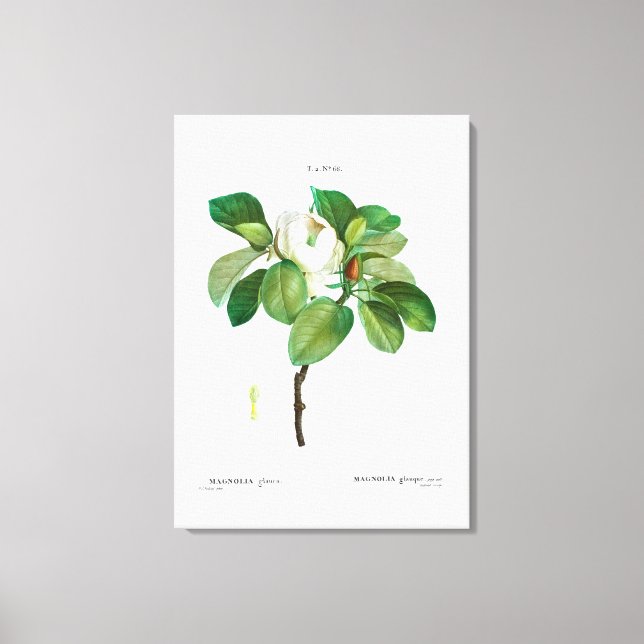 REDOUTÉ VINTAG BOTANISCHE "MAGNOLIA" LEINWANDDRUCK (Vorderseite)