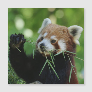 RedPanda 002 Magnetkarte