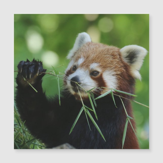 RedPanda 002 Magnetkarte (Vorderseite)