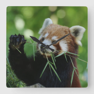RedPanda 002 Quadratische Wanduhr