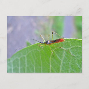 Reduviid Assassin Bug Postcard Postkarte