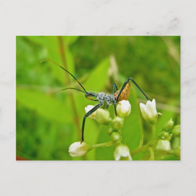 Reduviid Black & Orange Postkarte (Vorderseite)