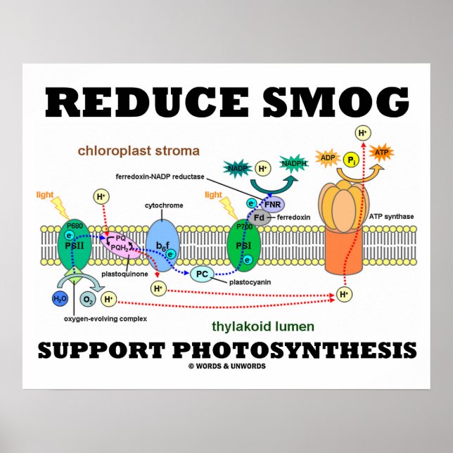 Reduzieren Sie die Smog-Unterstützung der Fotosynt Poster (Vorne)