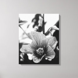 Redvein Abutilon Blume Schwarz-Weiß-Fotografie Leinwanddruck
