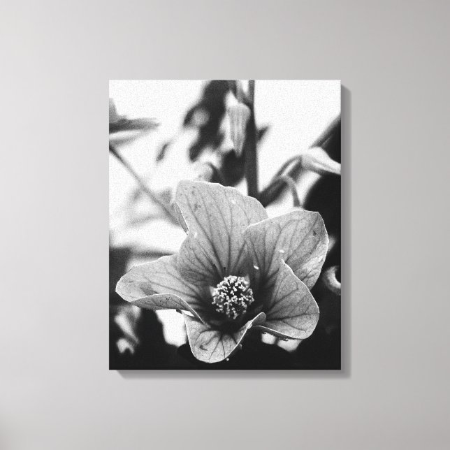 Redvein Abutilon Blume Schwarz-Weiß-Fotografie Leinwanddruck (Vorderseite)