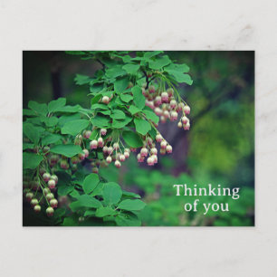 Redvein Enkianthus Campanulatus Blume Postkarte
