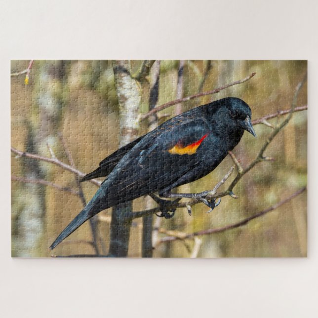 Redwing Blackbird (Horizontal)