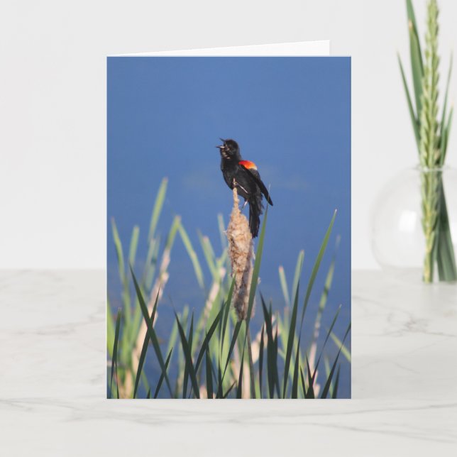 Redwing Blackbird-Karte Karte (Vorderseite)