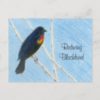 Redwing Blackbird Nature Postcard