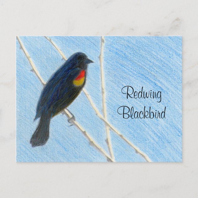 Redwing Blackbird Nature Postcard Postkarte (Vorderseite)