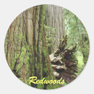 Redwood-Aufkleber Big Redwood Tree Forest Runder Aufkleber