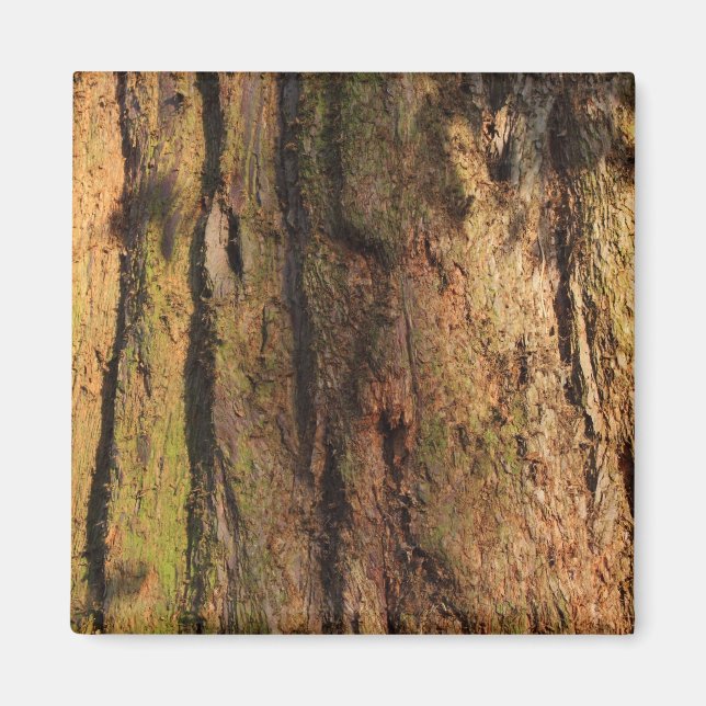 Redwood Bark Foto Texture Magnet (Vorne)