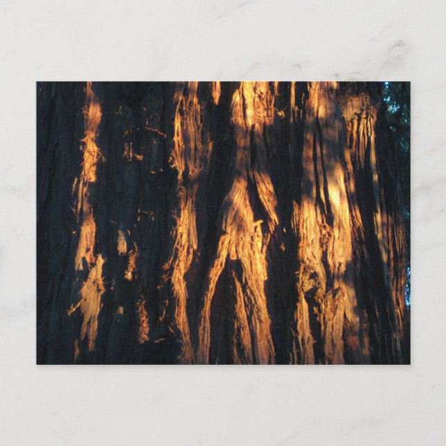 " Redwood Bark ! " Postkarte (Vorderseite)