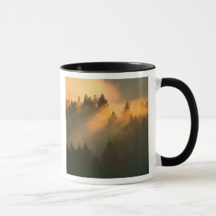 Redwood-Bäume in Küstennebel, Marin-Landkreis, Tasse
