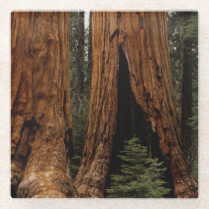Redwood-Bäume, Sequoia-Nationalpark Glasuntersetzer