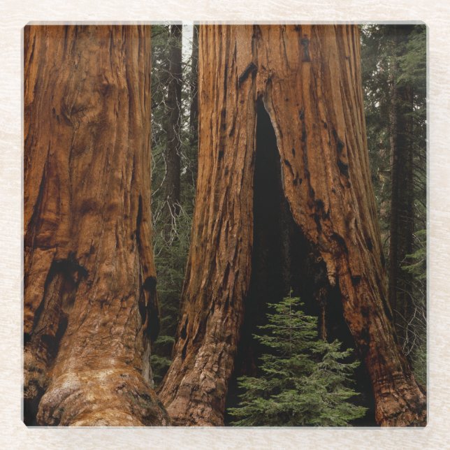 Redwood-Bäume, Sequoia-Nationalpark Glasuntersetzer (Vorderseite)
